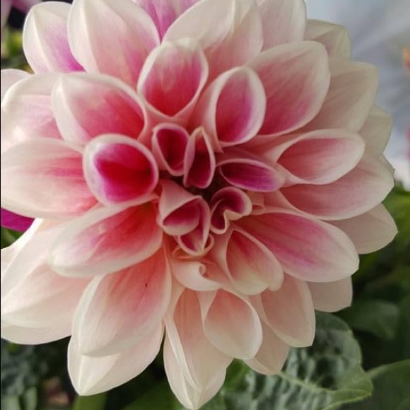 Meet your Posher, Sherri - Picture 2 of 2